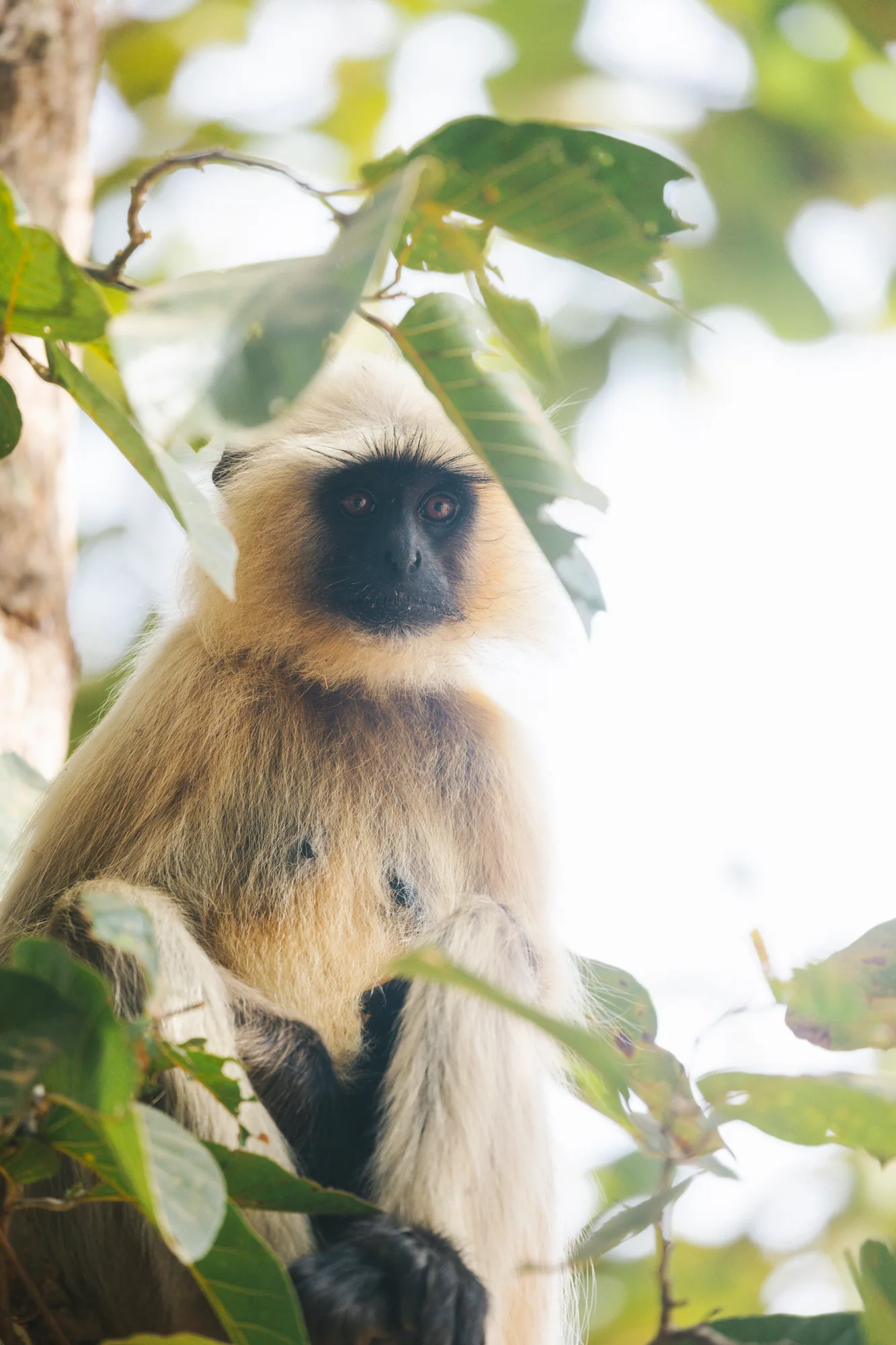 A langur among the trees at Bagh Tola